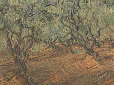 Vincent Van Gogh Olive Grove:Bright Blue Sky (nn04) oil painting image